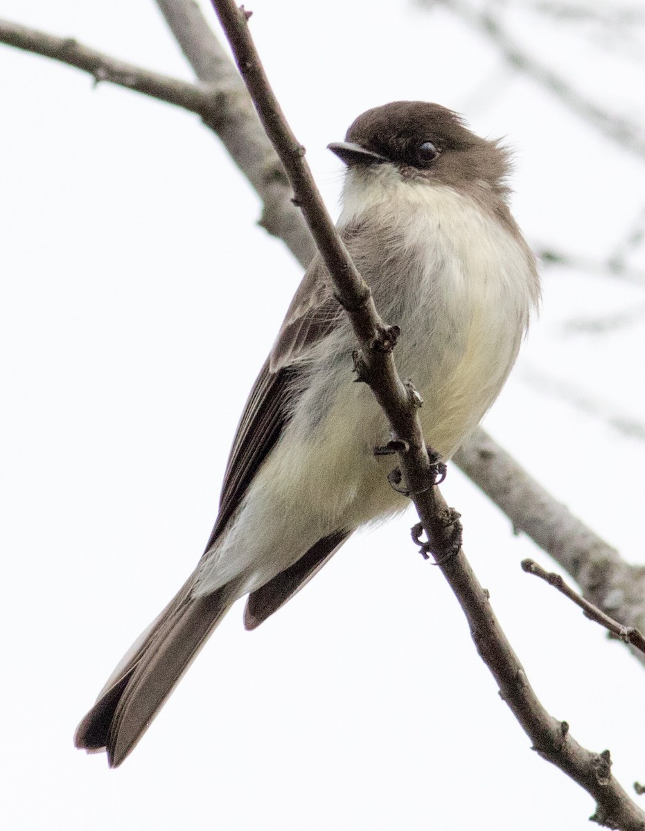 Eastern Phoebe - ML628209238