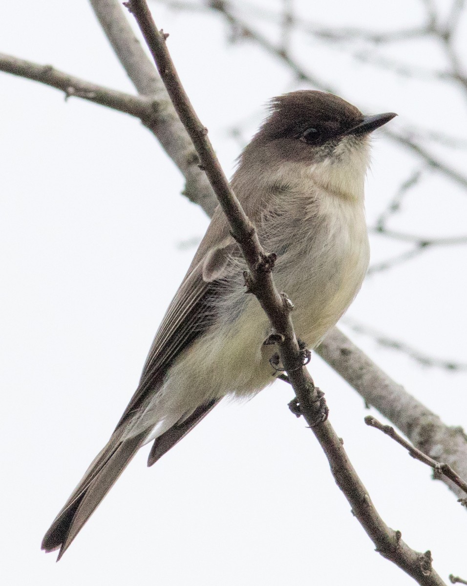 Eastern Phoebe - ML628209239