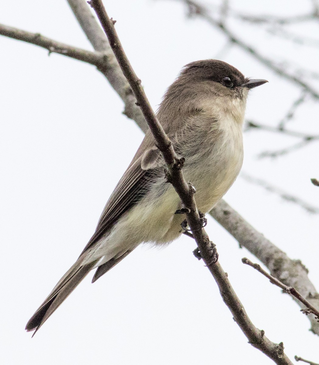 Eastern Phoebe - ML628209240