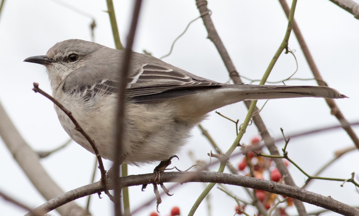 Northern Mockingbird - ML628209259