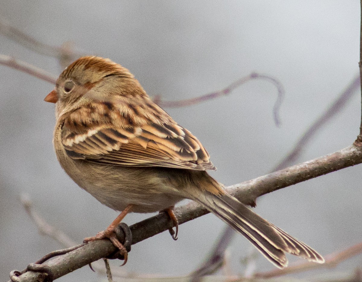 Field Sparrow - ML628209284
