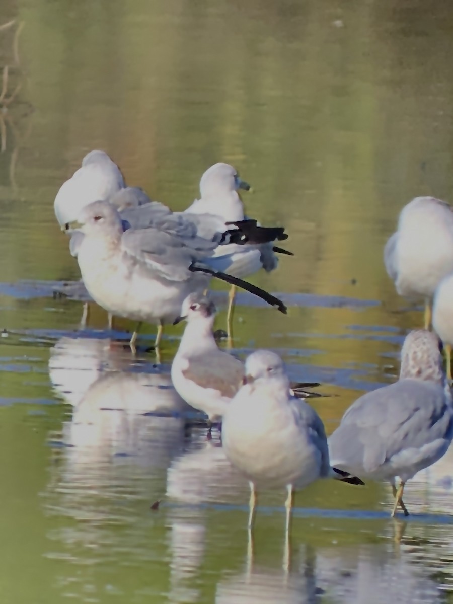 弗氏鷗 - ML628209357