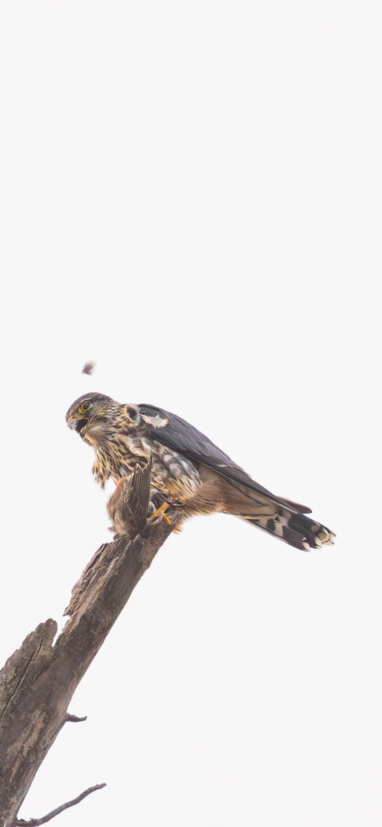 Merlin - ML628209439