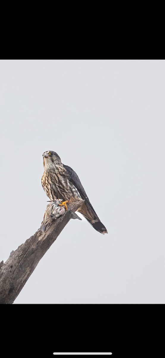 Merlin - ML628209440