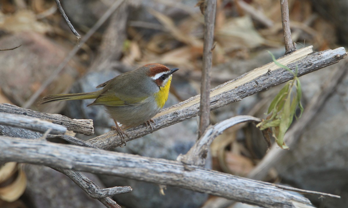 Rufous-capped Warbler - ML628209492