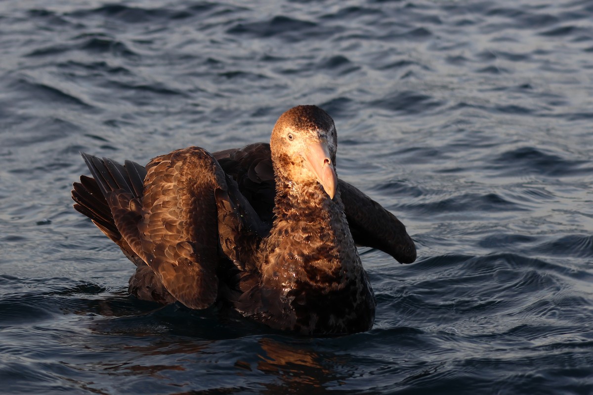 Northern Giant-Petrel - ML628209828