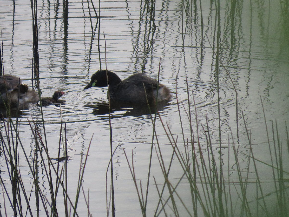 Australasian Grebe - ML628209870