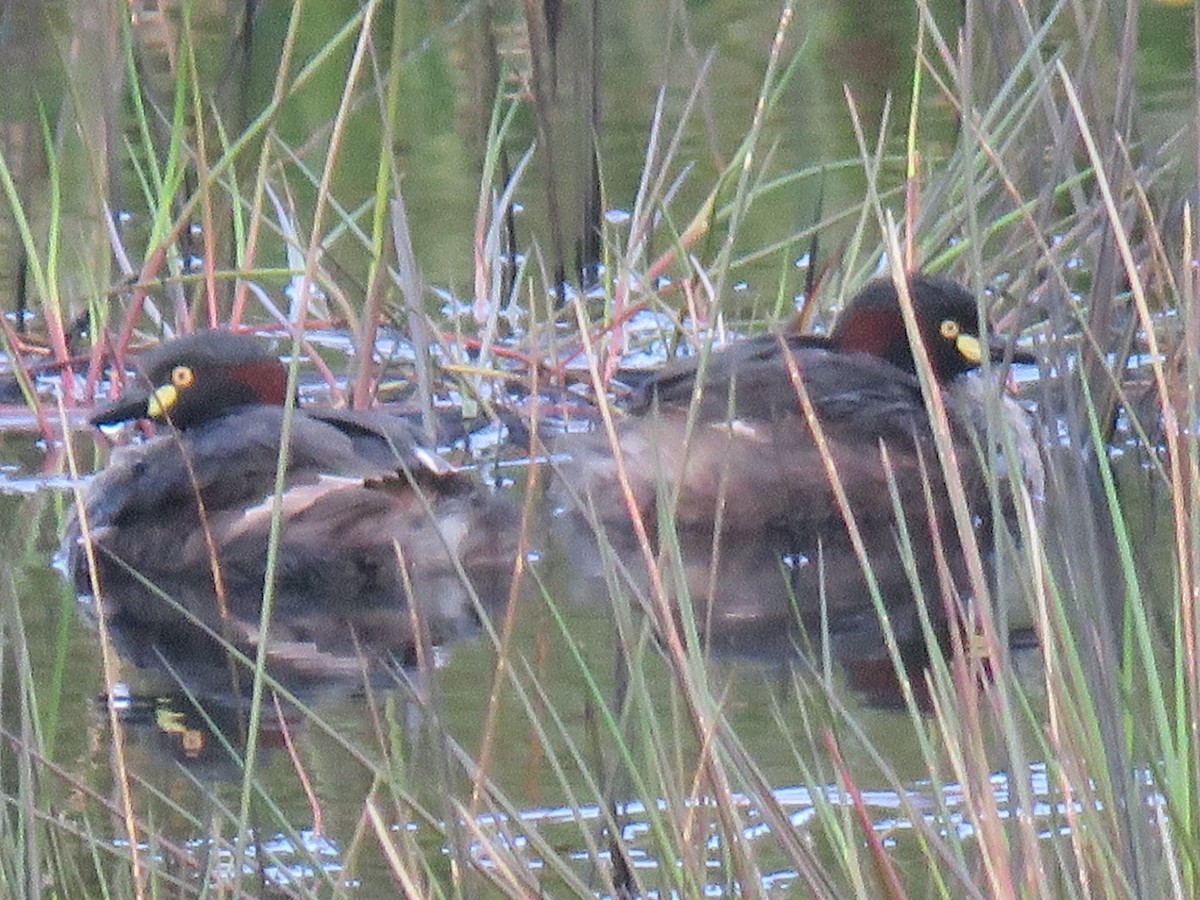 Australasian Grebe - ML628209884