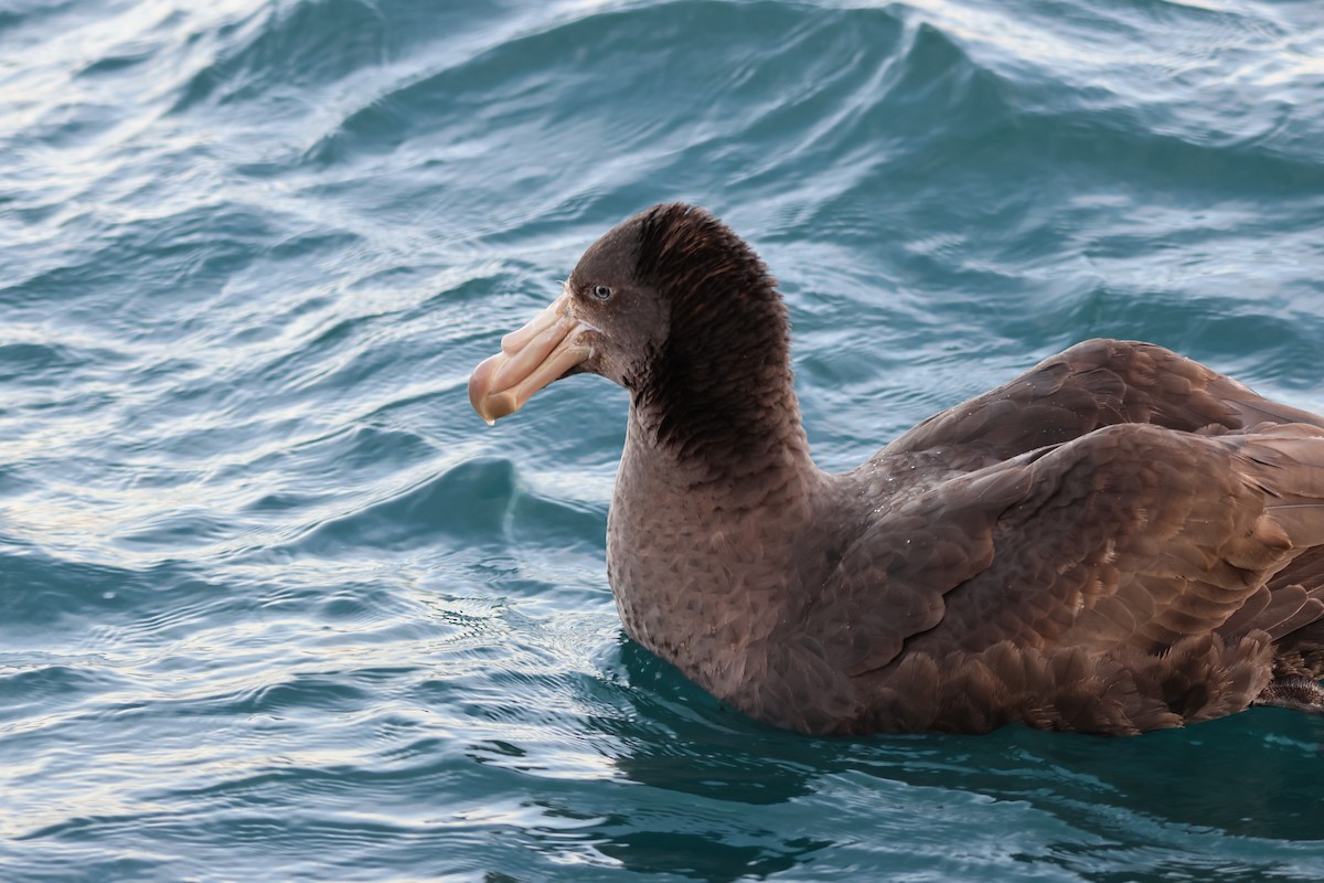 Northern Giant-Petrel - ML628209895