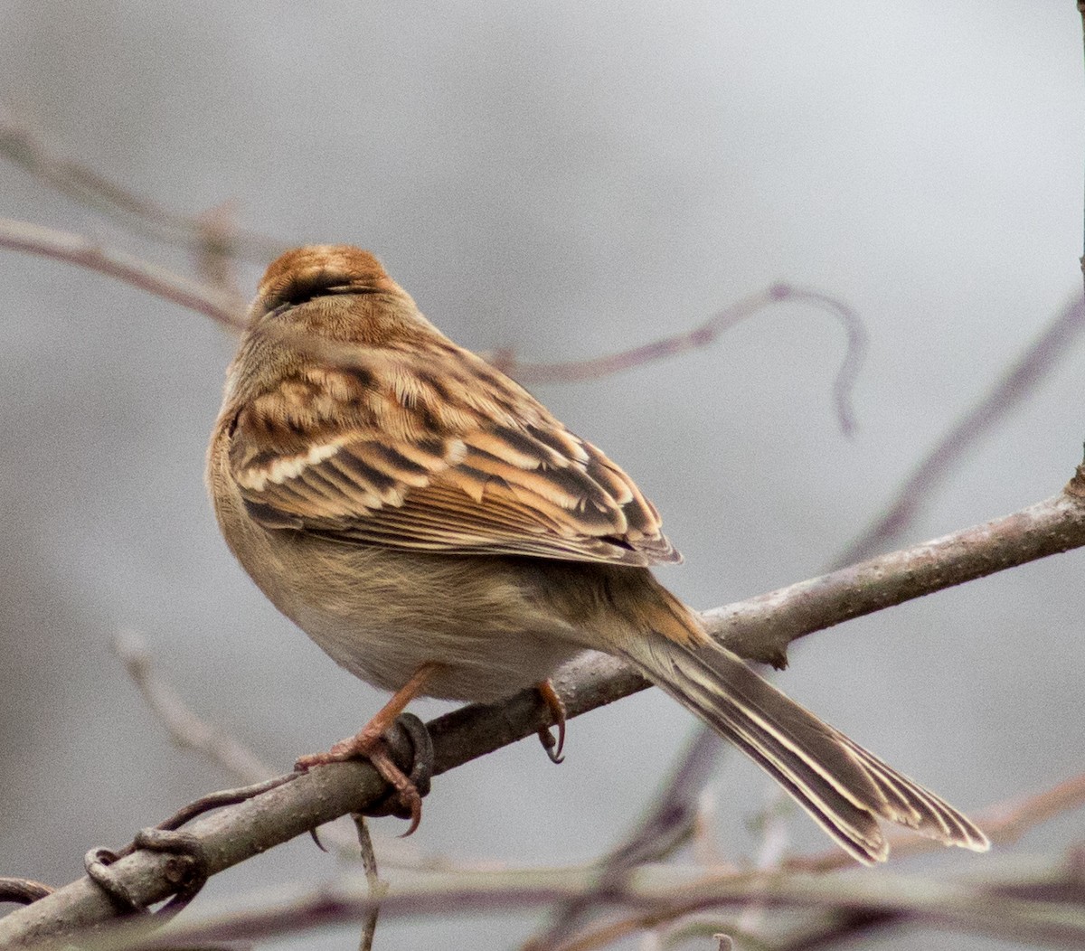 Field Sparrow - ML628209982