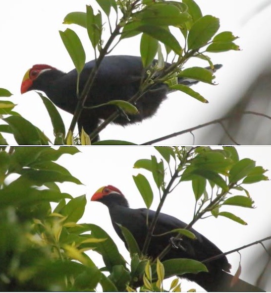 Violet Turaco - ML628210050