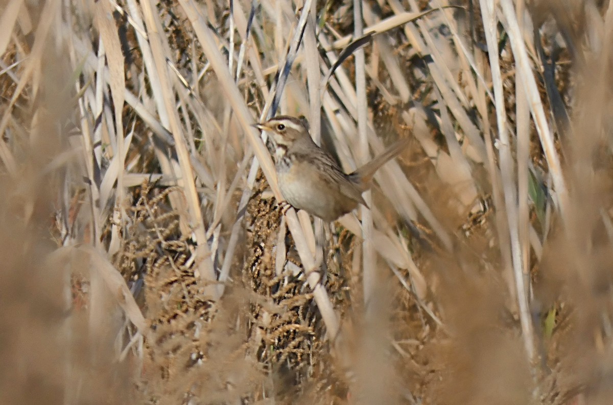 Bluethroat - ML628210061