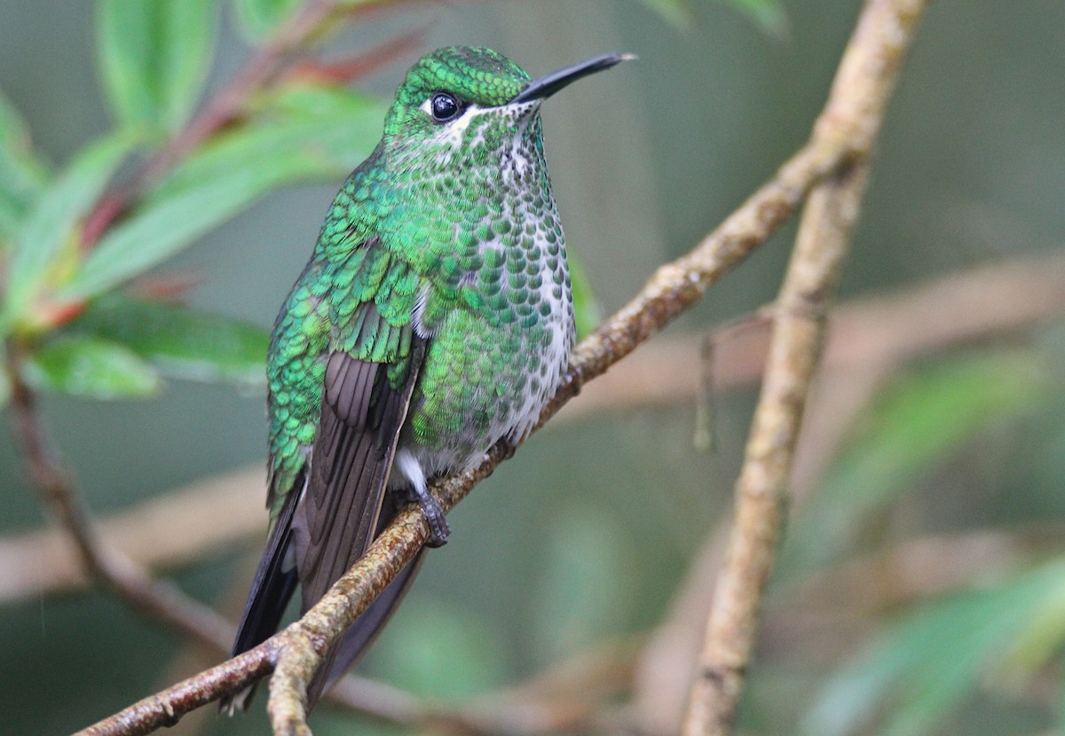 Green-crowned Brilliant - ML628210066