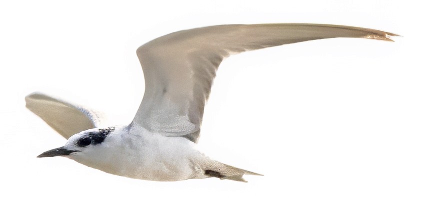 Whiskered Tern - ML628210267