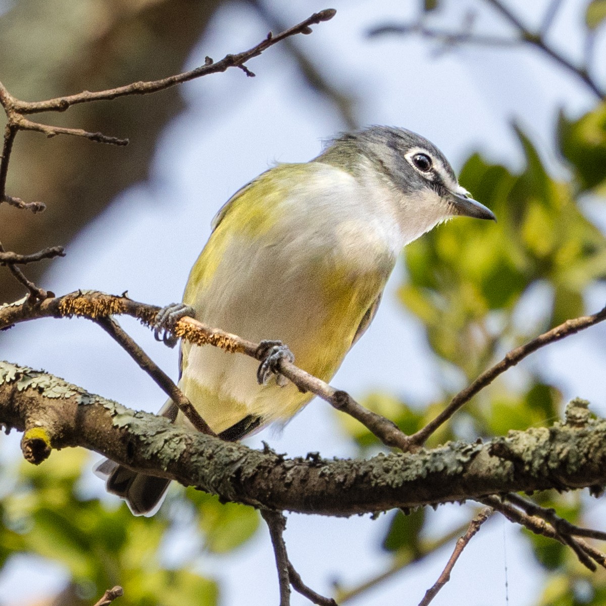 Blue-headed Vireo - ML628210377