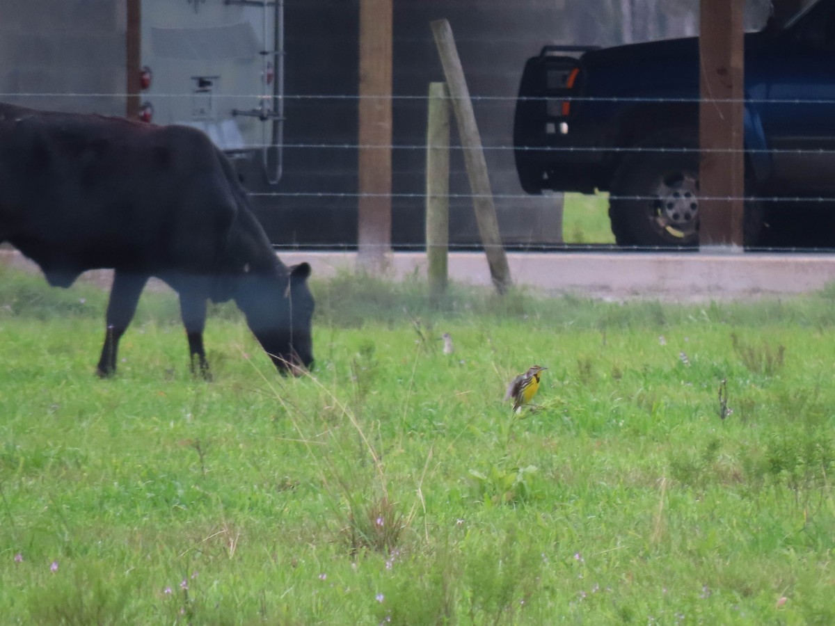 Eastern Meadowlark (Eastern) - ML628210400