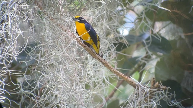 Thick-billed Euphonia - ML628210418