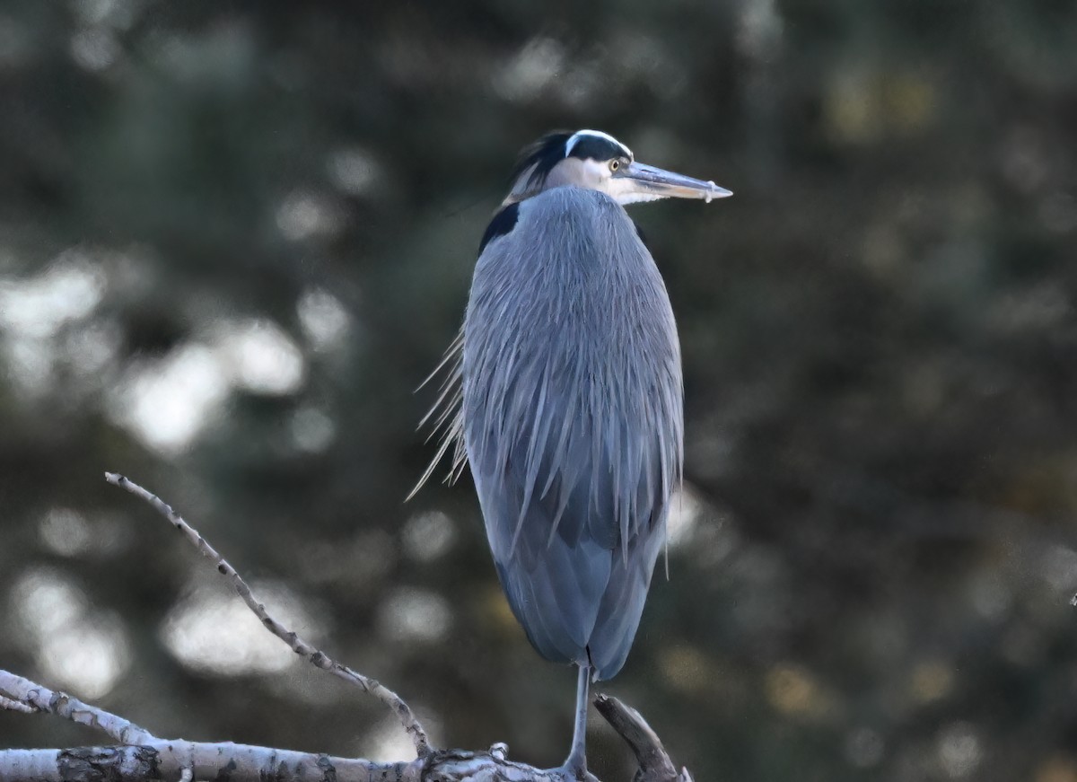 Garza Azulada - ML628210454