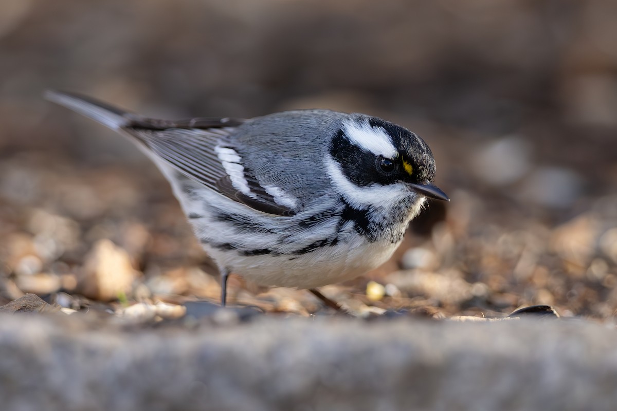 Black-throated Gray Warbler - ML628210561