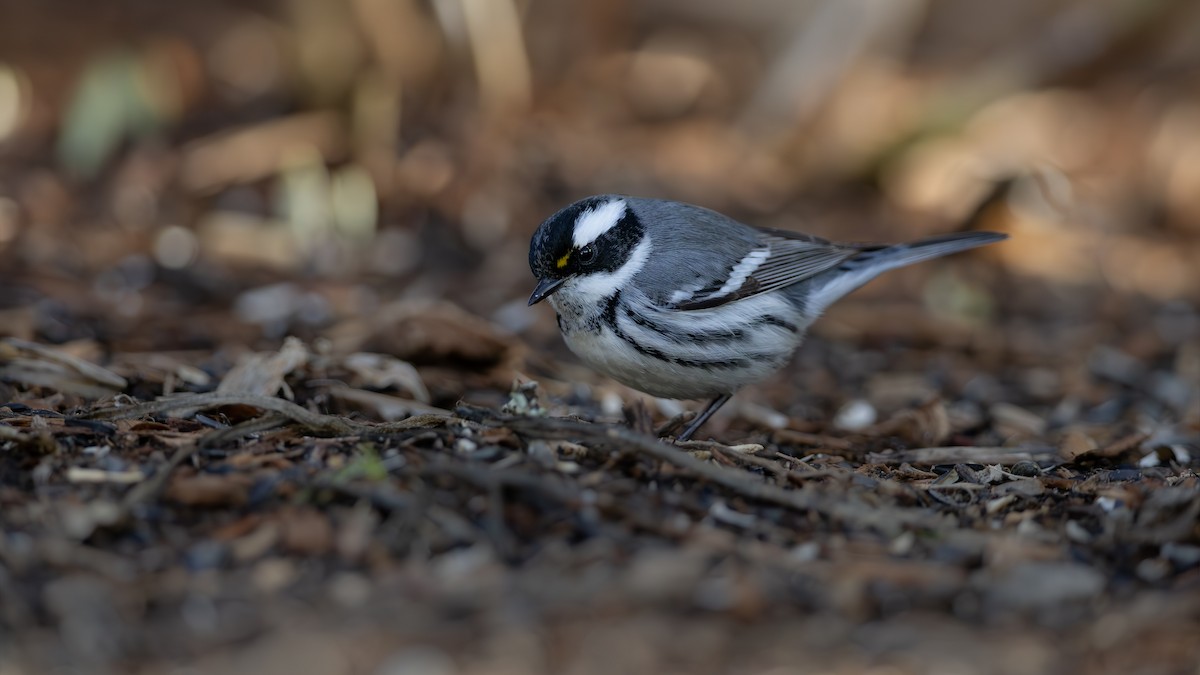 Black-throated Gray Warbler - ML628210562