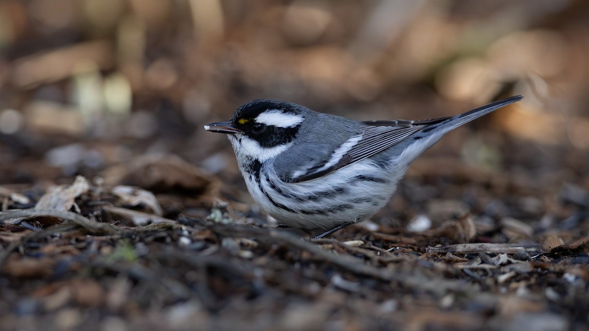 Black-throated Gray Warbler - ML628210563