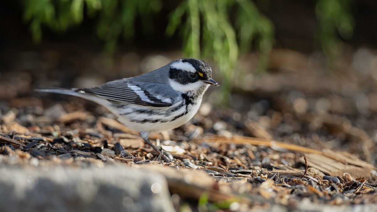 Black-throated Gray Warbler - ML628210565