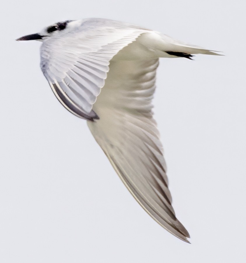 Whiskered Tern - ML628210570