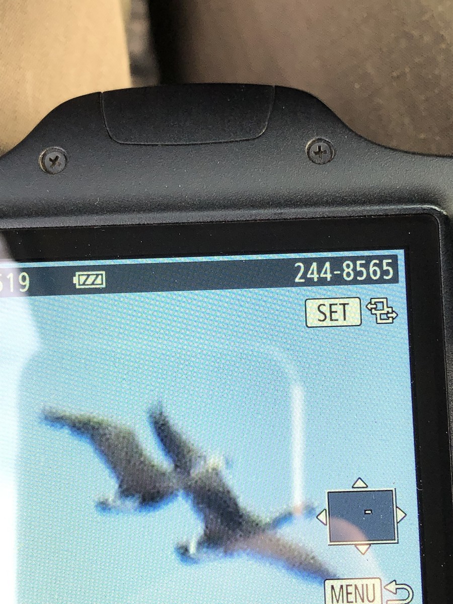 Snow x Canada Goose (hybrid) - ML628210607