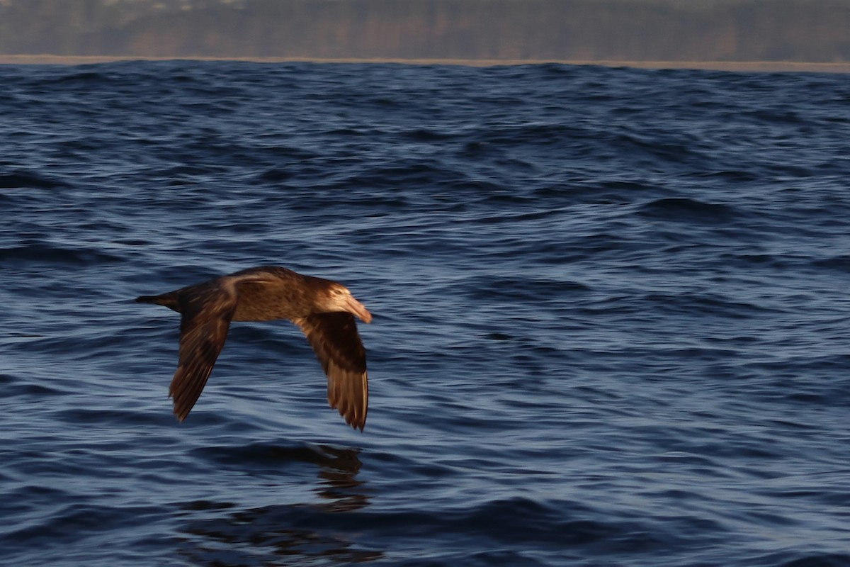 Northern Giant-Petrel - ML628210622