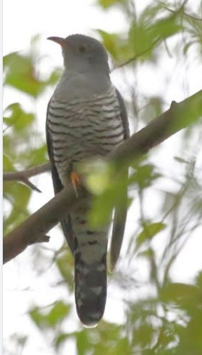 Himalayan Cuckoo - ML628210646