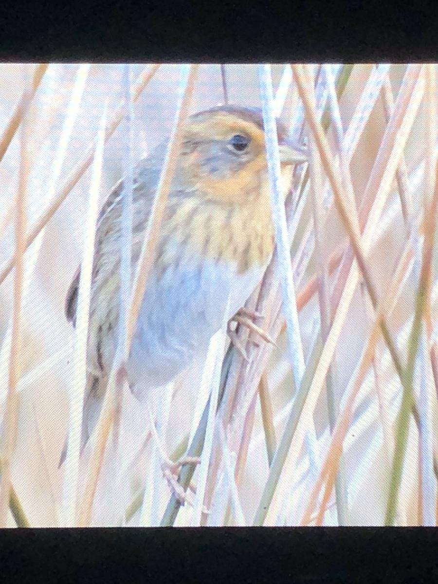 Nelson's Sparrow - ML628210676