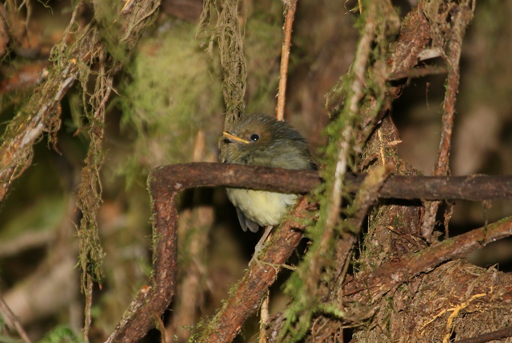 Rufous-headed Pygmy-Tyrant - ML628210687