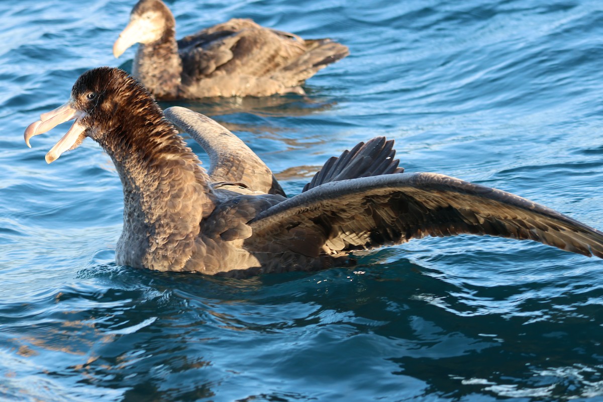 Northern Giant-Petrel - ML628210689