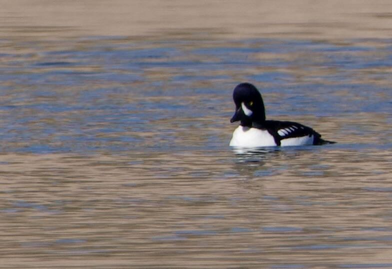 Murgilari islandiarra - ML628210760