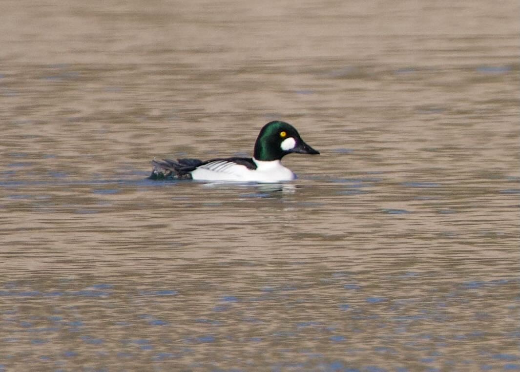 Murgilari urrebegia - ML628210768