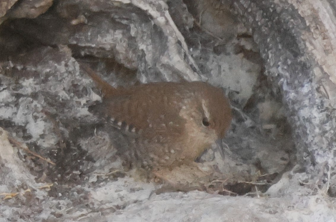 Winter Wren - ML628210818