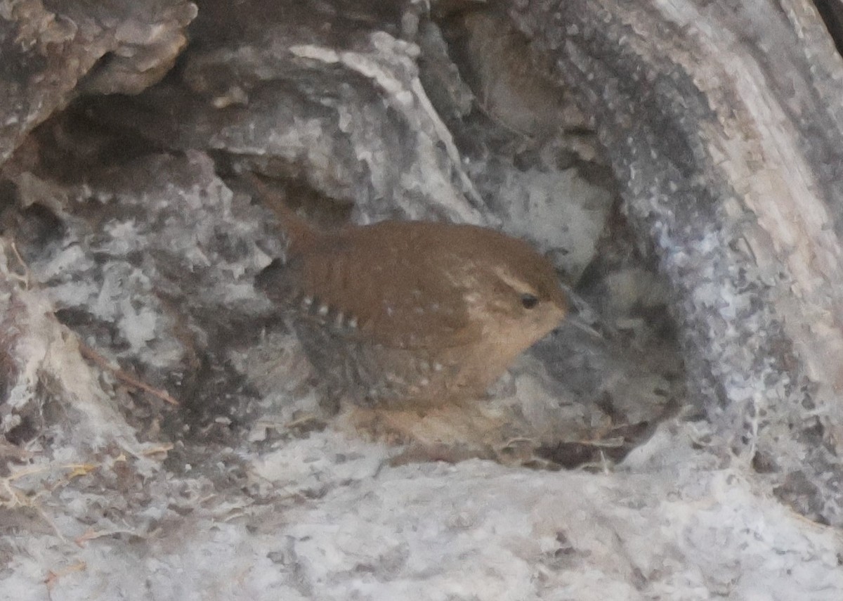 Winter Wren - ML628210819
