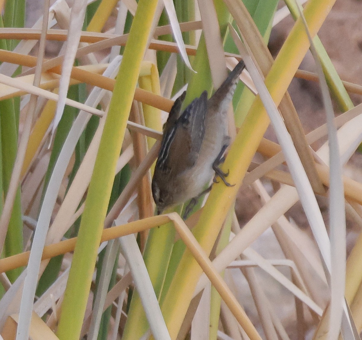 Marsh Wren - ML628210826