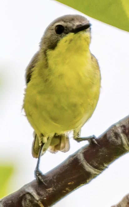 Golden-bellied Gerygone - ML628210844