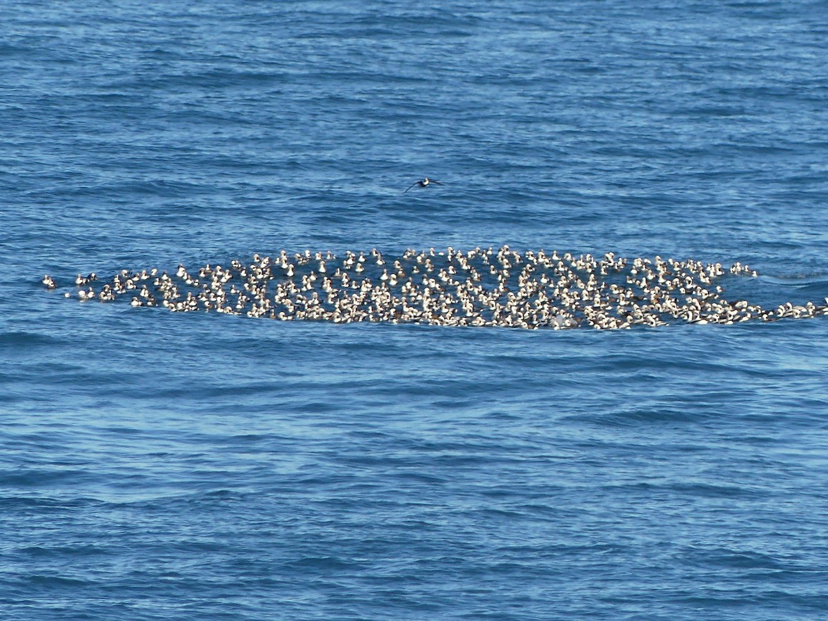 Long-tailed Duck - ML628210845
