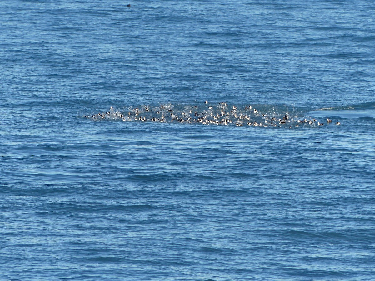 Long-tailed Duck - ML628210846