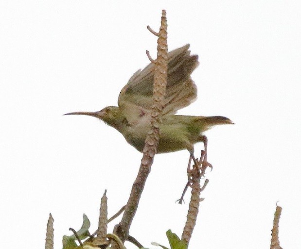 Yellow-eared Spiderhunter - ML628210855