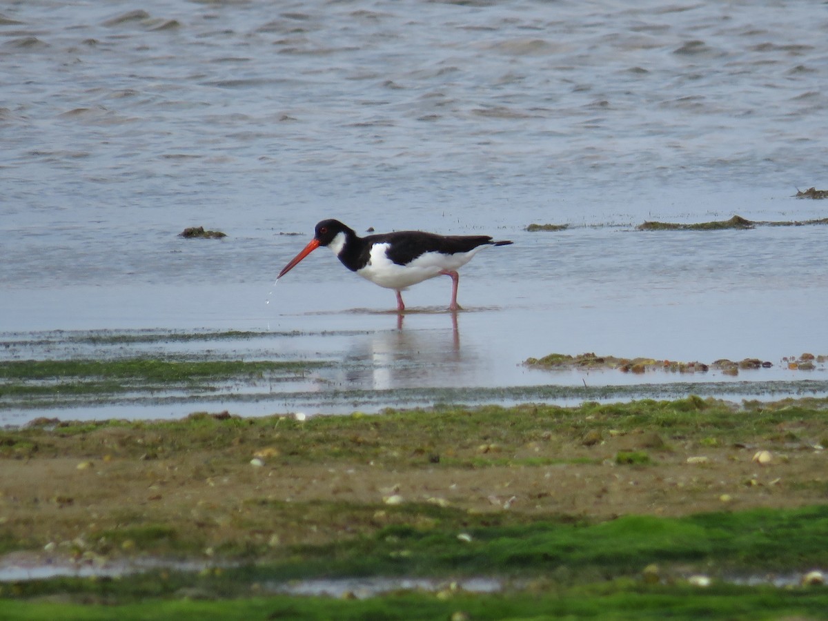Eurasian Oystercatcher - ML628210857