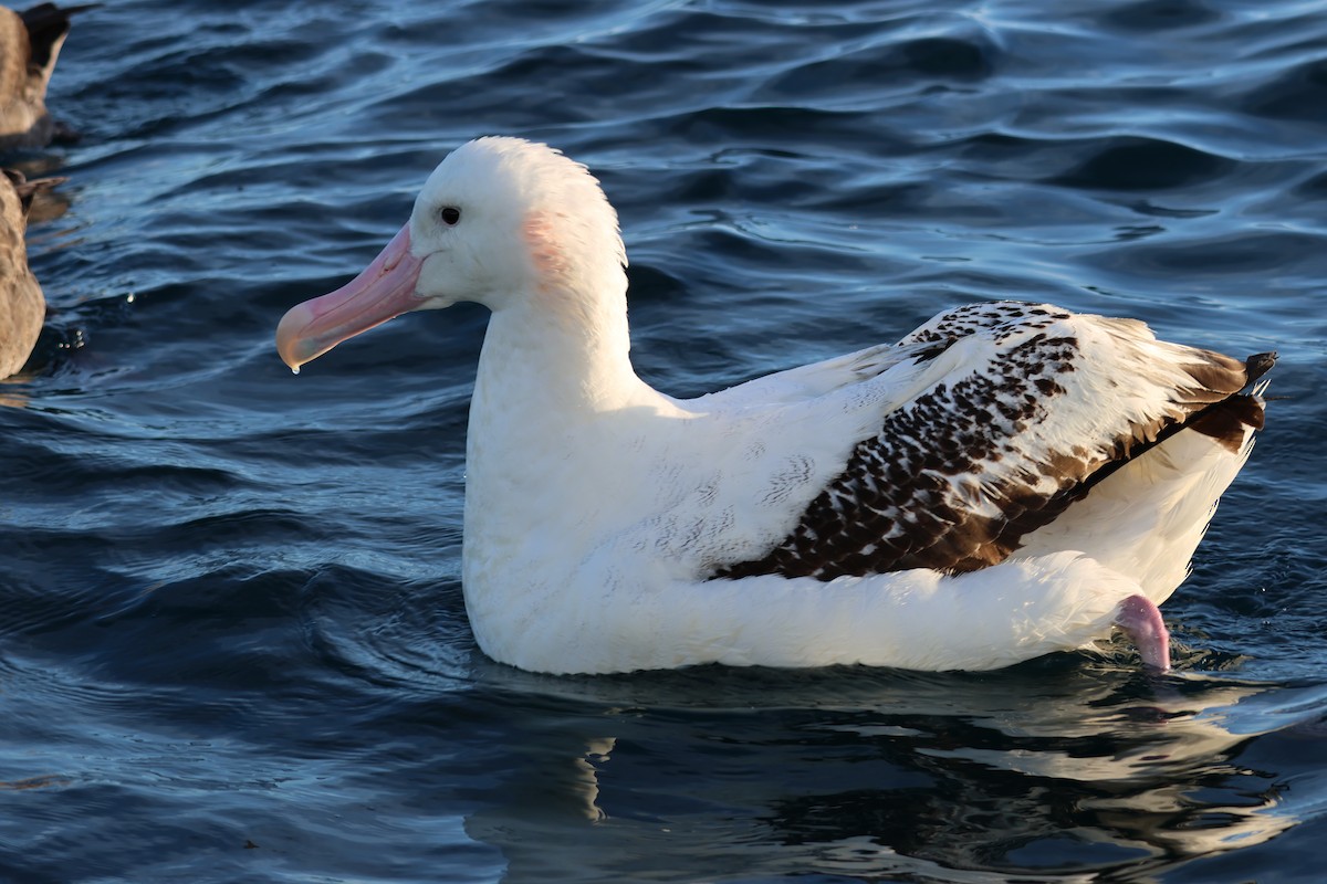 Antipodean Albatross - ML628210869