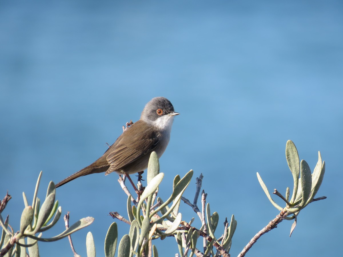 Sardinian Warbler - ML628210893