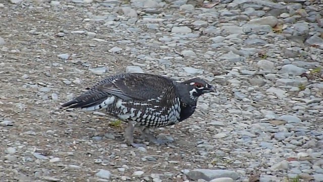 Spruce Grouse - ML628210945