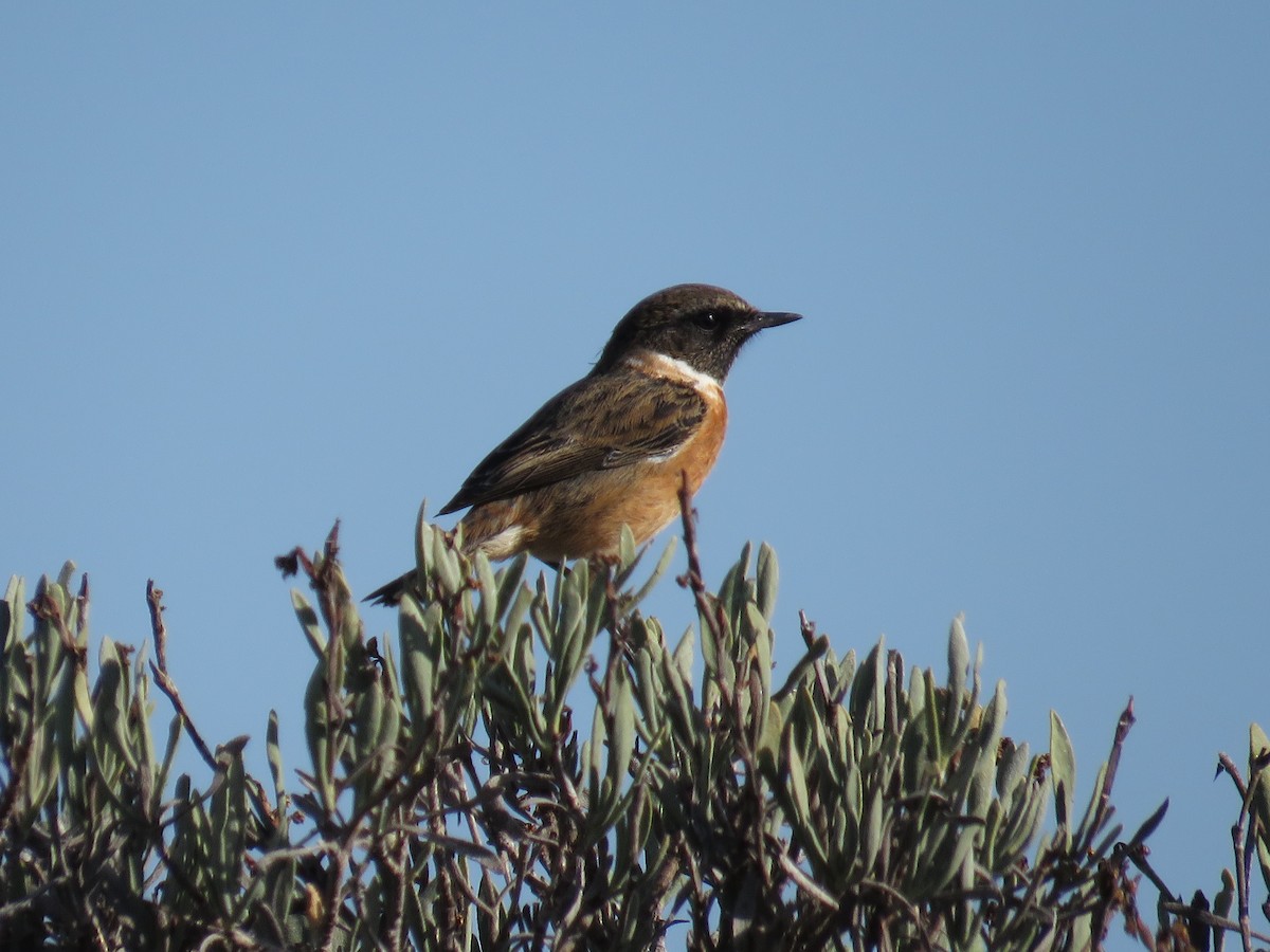 European Stonechat - ML628210951