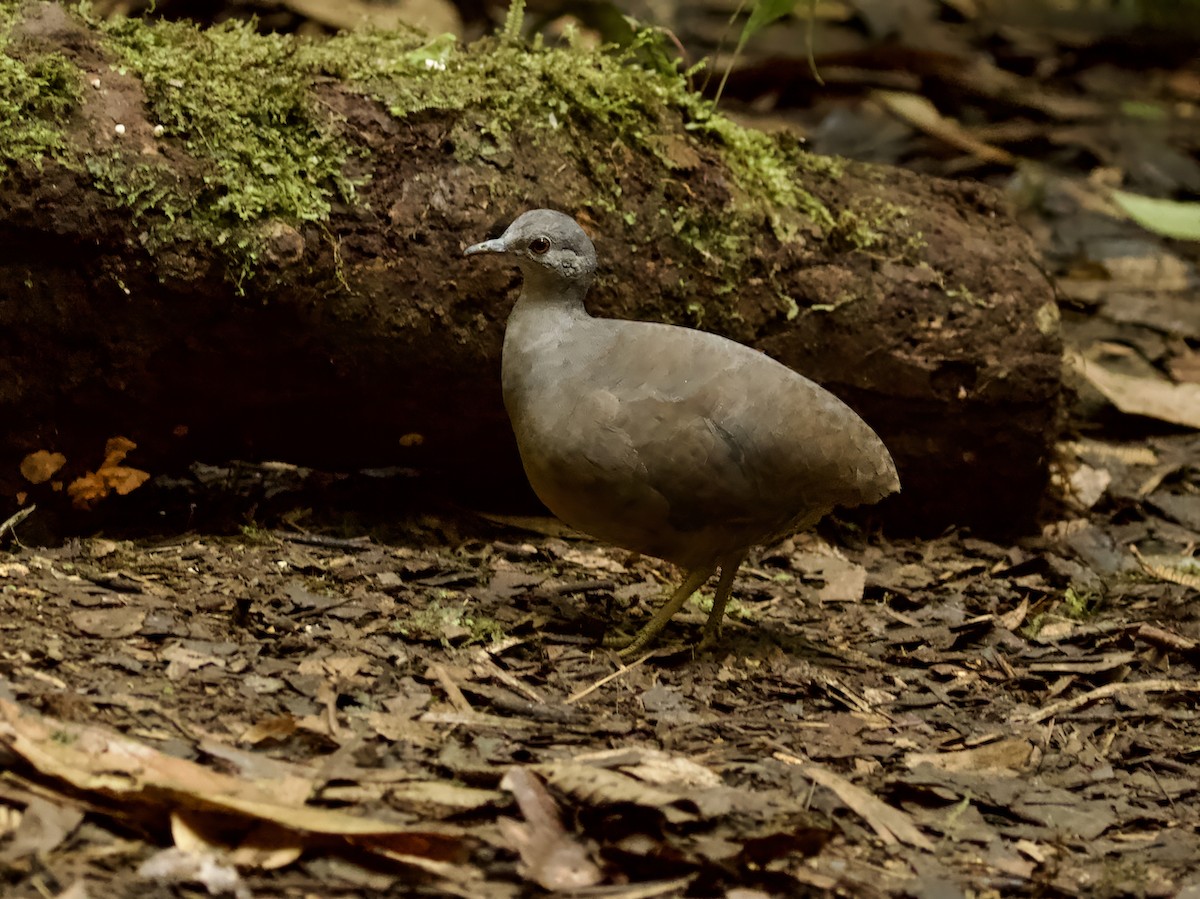 Little Tinamou - ML628210968