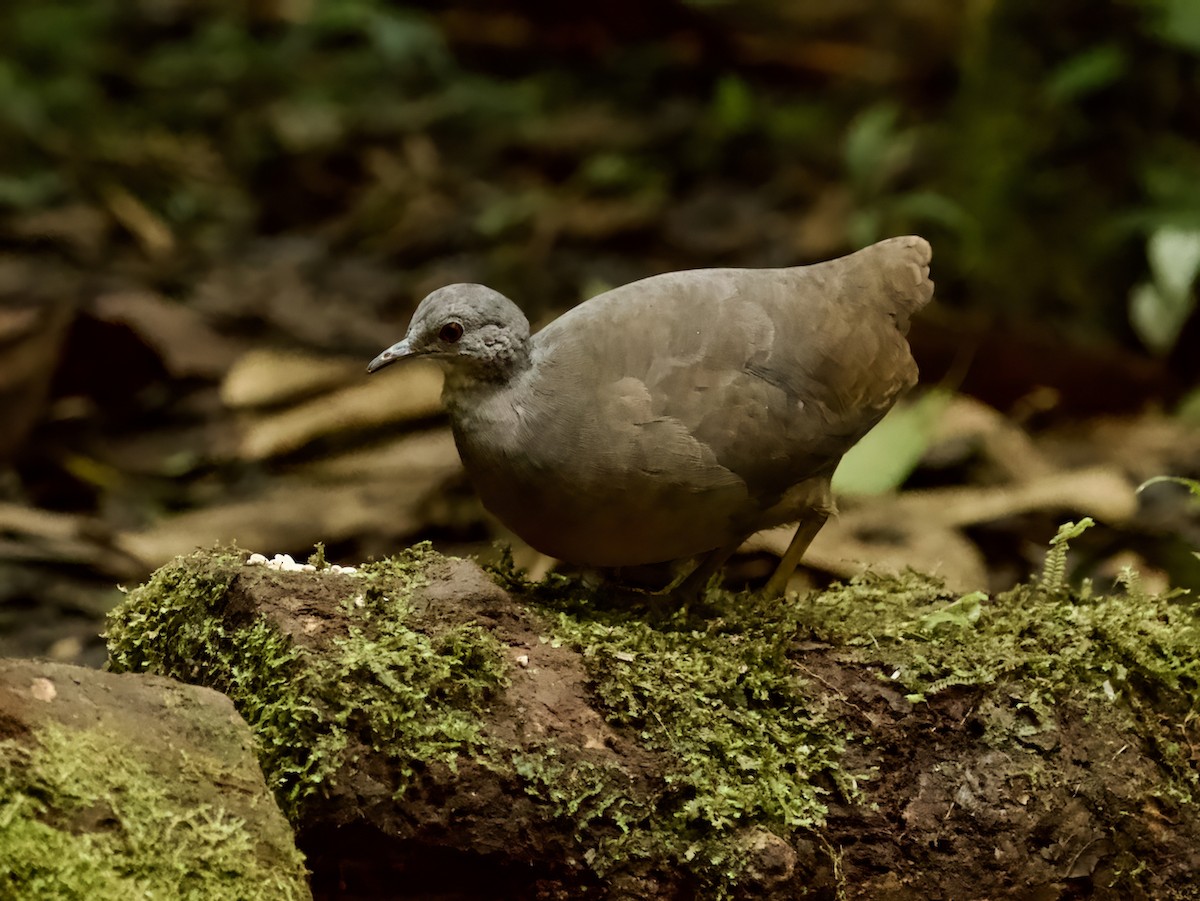 Little Tinamou - ML628210969