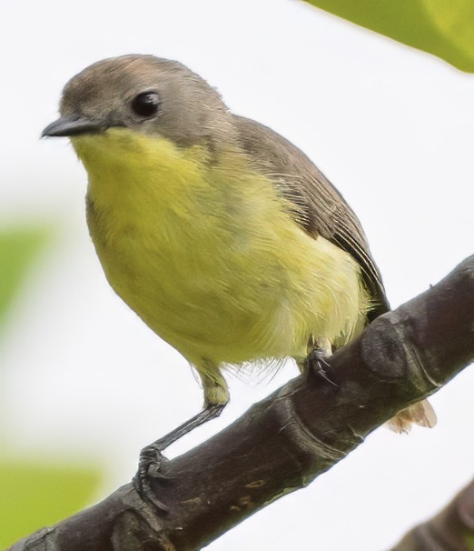 Golden-bellied Gerygone - ML628210989